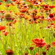 Kokarda osinatá 'Tokajer' - Gaillardia aristata 'Tokajer'