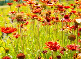 Kokarda osinatá 'Tokajer' - Gaillardia aristata 'Tokajer'