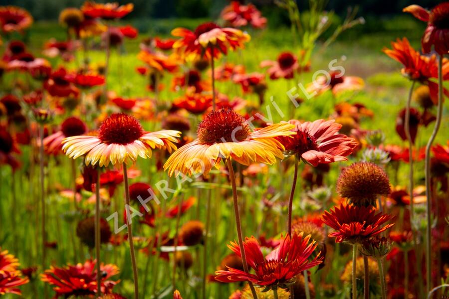 Kokarda osinatá 'Tokajer' - Gaillardia aristata 'Tokajer'