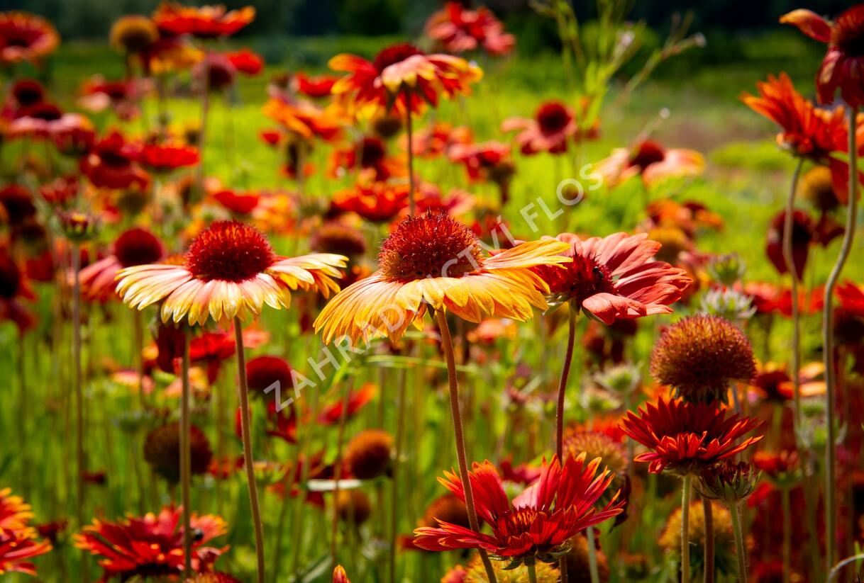 Kokarda osinatá 'Tokajer' - Gaillardia aristata 'Tokajer'