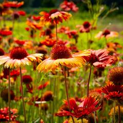 Kokarda osinatá 'Tokajer' - Gaillardia aristata 'Tokajer'