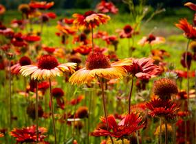 Kokarda osinatá 'Tokajer' - Gaillardia aristata 'Tokajer'