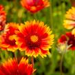 Kokarda osinatá 'Tokajer' - Gaillardia aristata 'Tokajer'