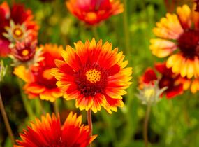 Kokarda osinatá 'Tokajer' - Gaillardia aristata 'Tokajer'