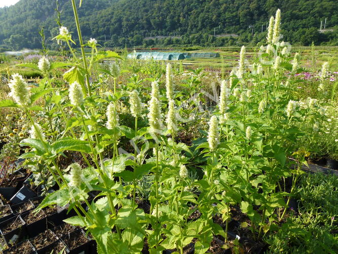 Agastache svraskalá 'Alabaster' - Agastache rugosa 'Alabaster'