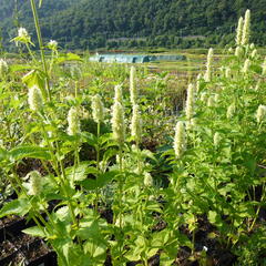 Agastache svraskalá 'Alabaster' - Agastache rugosa 'Alabaster'