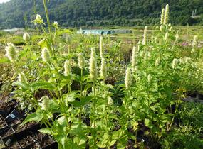 Agastache svraskalá 'Alabaster' - Agastache rugosa 'Alabaster'