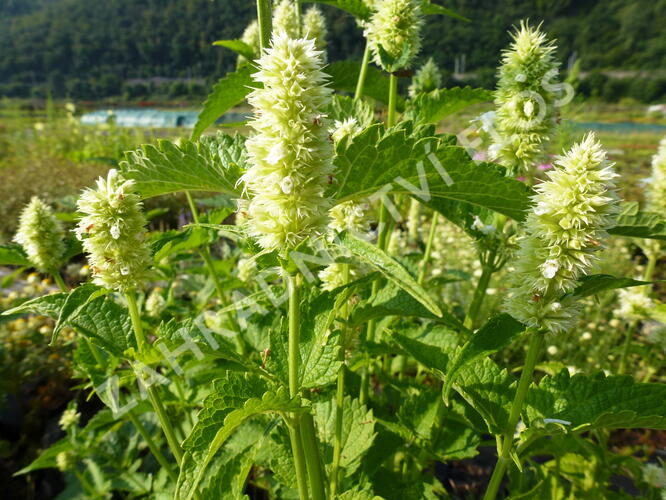 Agastache svraskalá 'Alabaster' - Agastache rugosa 'Alabaster'