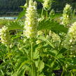 Agastache svraskalá 'Alabaster' - Agastache rugosa 'Alabaster'