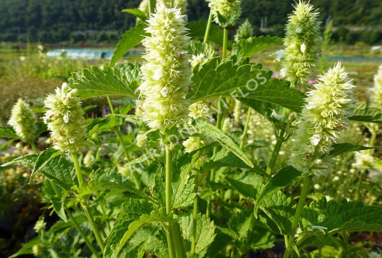 Agastache svraskalá 'Alabaster' - Agastache rugosa 'Alabaster'