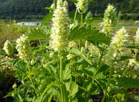 Agastache svraskalá 'Alabaster' - Agastache rugosa 'Alabaster'