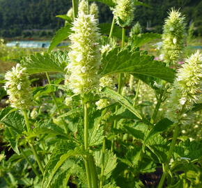 Agastache svraskalá 'Alabaster' - Agastache rugosa 'Alabaster'