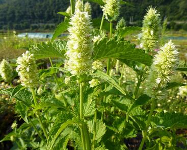 Agastache svraskalá 'Alabaster'