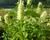 Agastache svraskalá 'Alabaster'
