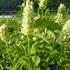 agastache-svraskala-alabaster.jpg