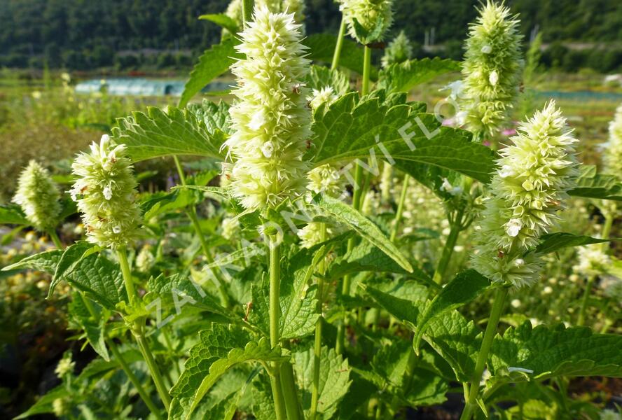 Agastache svraskalá 'Alabaster' - Agastache rugosa 'Alabaster'