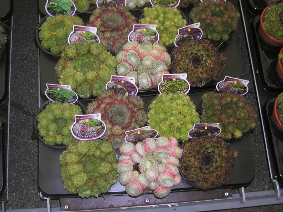 Netřesk mix - Sempervivum mix