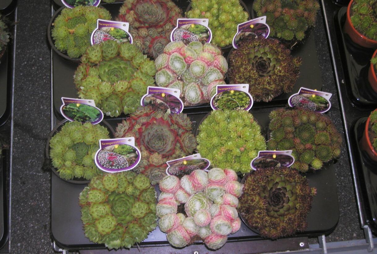 Netřesk mix - Sempervivum mix