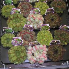 Netřesk mix - Sempervivum mix