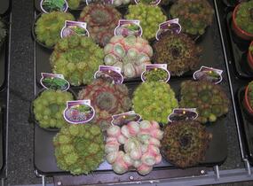 Netřesk mix - Sempervivum mix