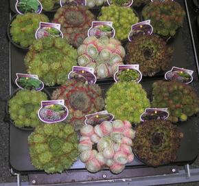 Netřesk mix - Sempervivum mix