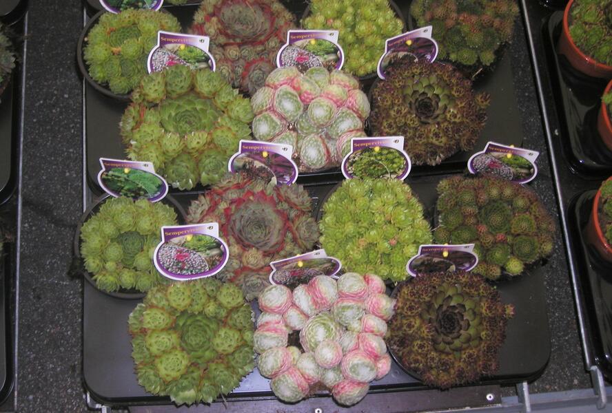 Netřesk mix - Sempervivum mix