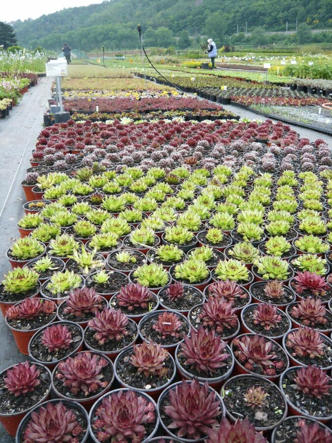 Netřesk mix - Sempervivum mix