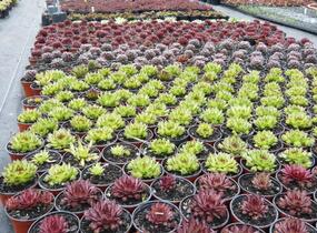 Netřesk mix - Sempervivum mix