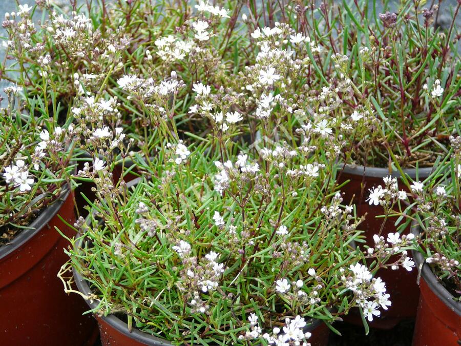 Šater svazčitý písečný 'Silverstar' - Gypsophila fastigiata 'Silverstar'