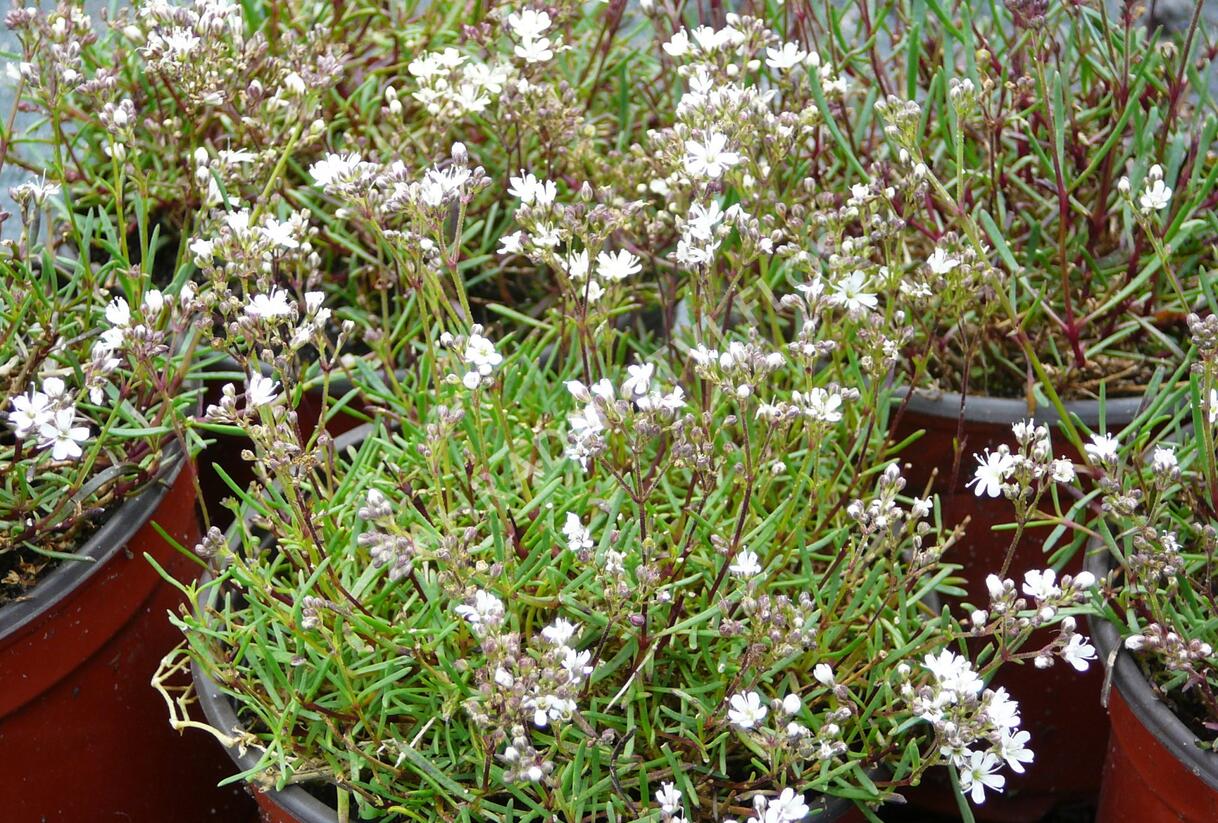 Šater svazčitý písečný 'Silverstar' - Gypsophila fastigiata 'Silverstar'