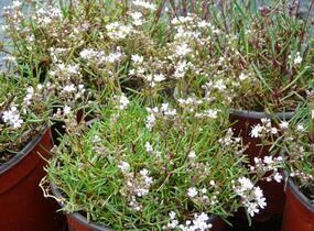 Šater svazčitý písečný 'Silverstar' - Gypsophila fastigiata 'Silverstar'