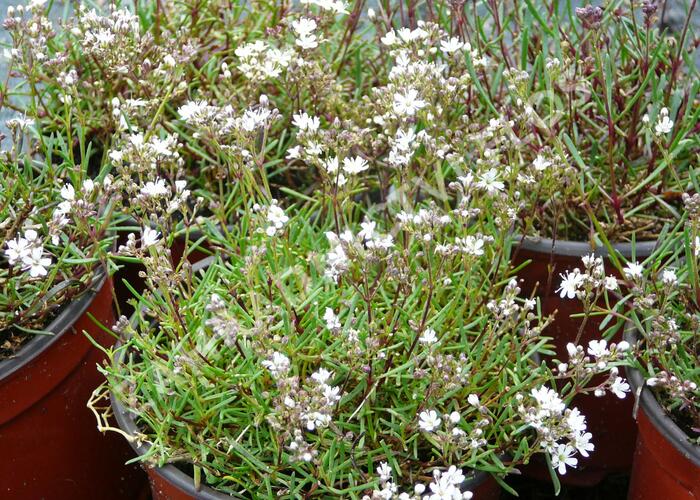 Šater svazčitý písečný 'Silverstar' - Gypsophila fastigiata 'Silverstar'