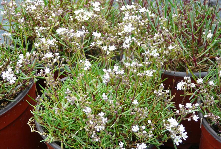 Šater svazčitý písečný 'Silverstar' - Gypsophila fastigiata 'Silverstar'