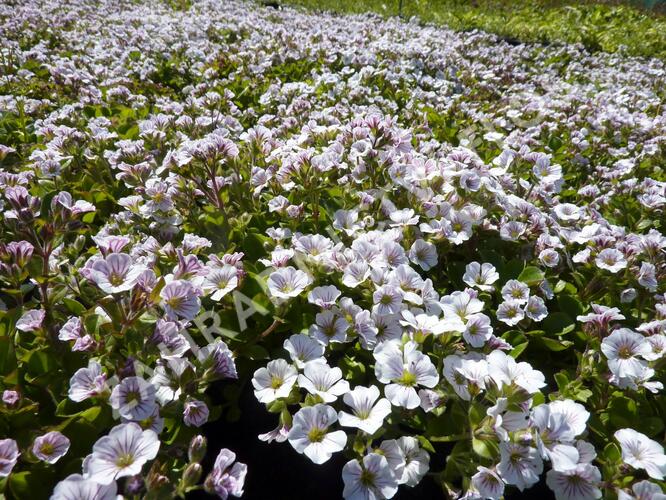 Šater plazivý - Gypsophila cerastioides