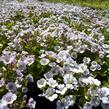 Šater plazivý - Gypsophila cerastioides