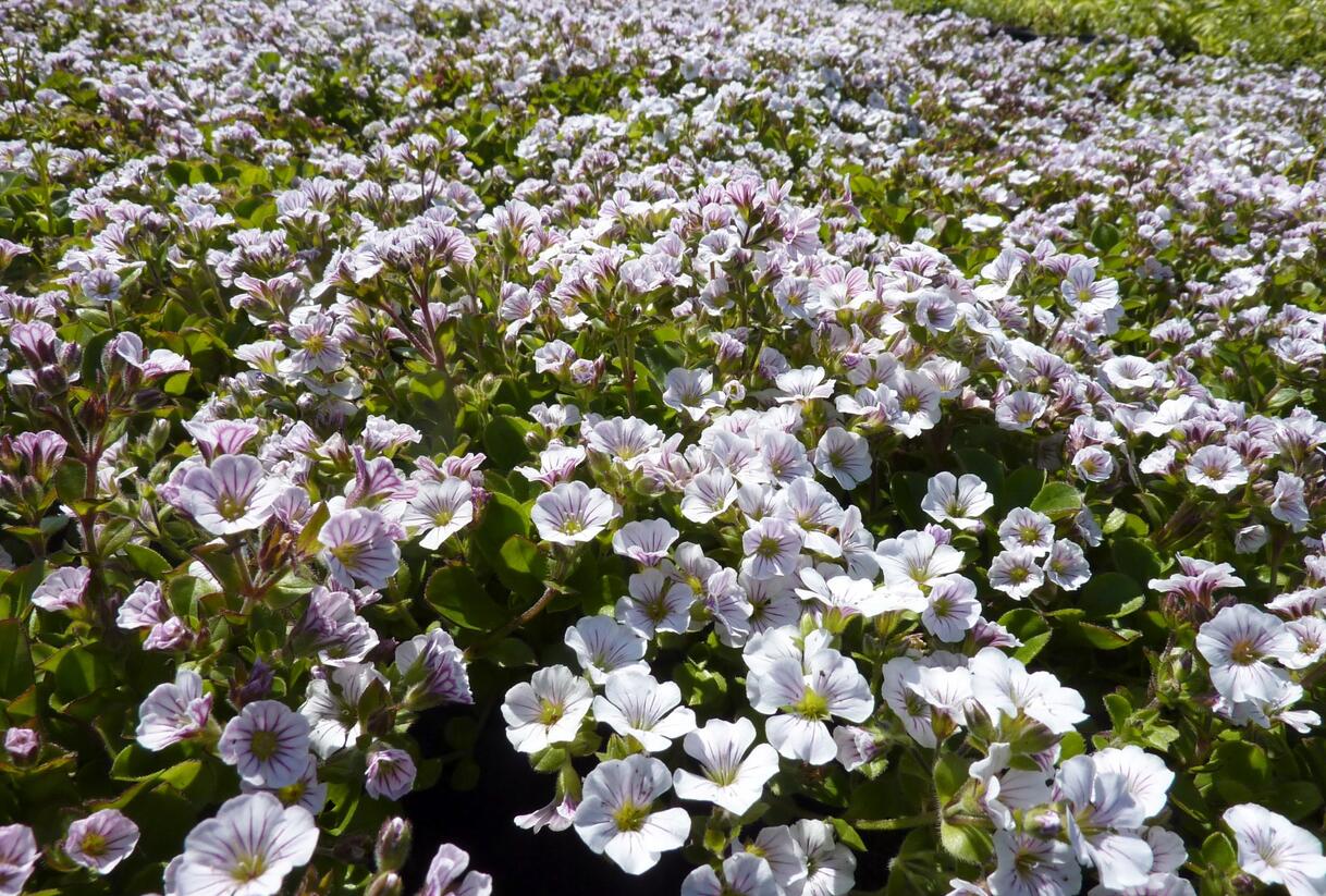 Šater plazivý - Gypsophila cerastioides