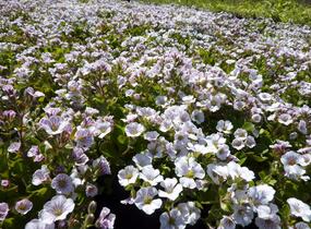 Šater plazivý - Gypsophila cerastioides
