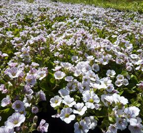 Šater plazivý - Gypsophila cerastioides