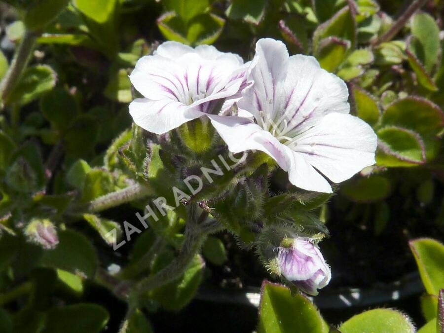 Šater plazivý - Gypsophila cerastioides