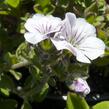 Šater plazivý - Gypsophila cerastioides