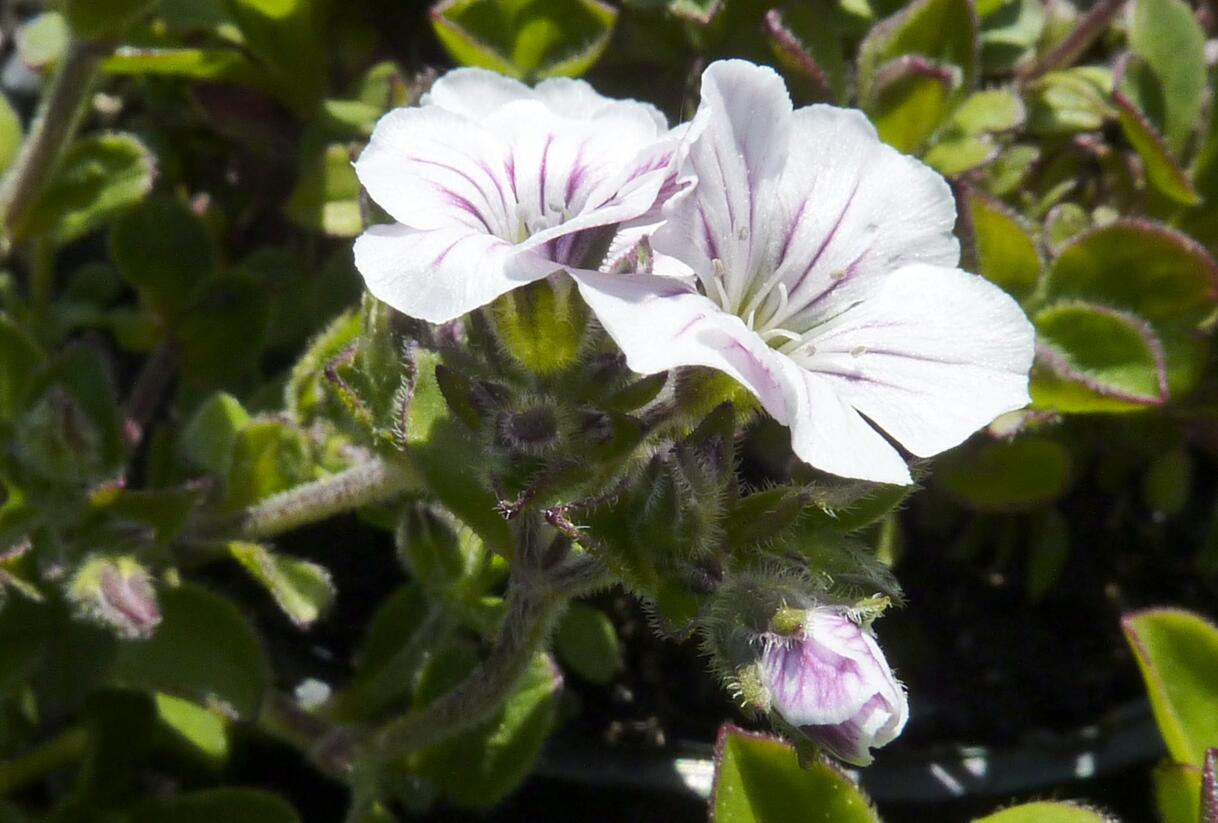 Šater plazivý - Gypsophila cerastioides