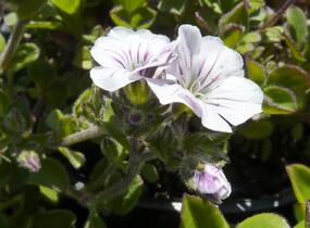Šater plazivý - Gypsophila cerastioides