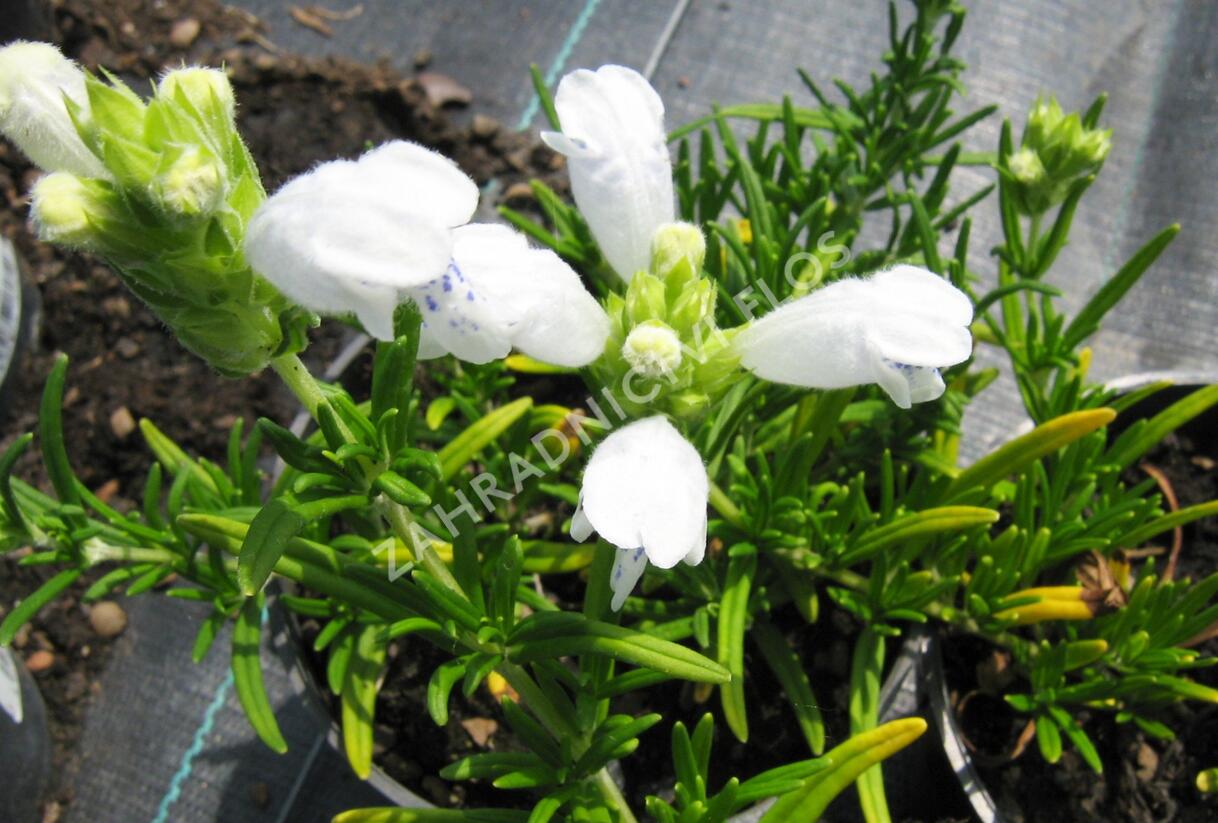 Včelník 'Fuji White' - Dracocephalum argunense 'Fuji White'