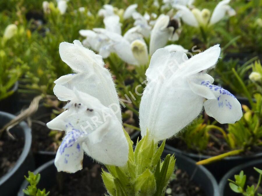 Včelník 'Fuji White' - Dracocephalum argunense 'Fuji White'