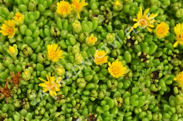 Kosmatec - Delosperma nubigenum