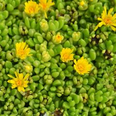 Kosmatec - Delosperma nubigenum