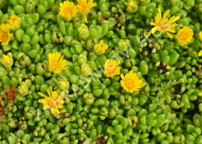 Kosmatec - Delosperma nubigenum