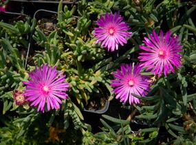 Kosmatec Cooperův - Delosperma cooperi
