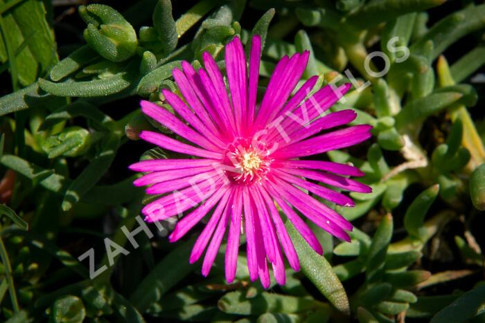 Kosmatec Cooperův - Delosperma cooperi