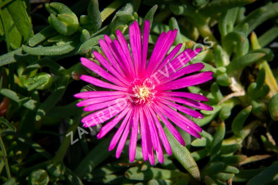Kosmatec Cooperův - Delosperma cooperi